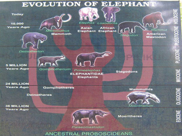 evolution of elephants