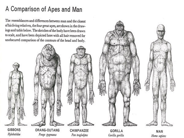 man and ape